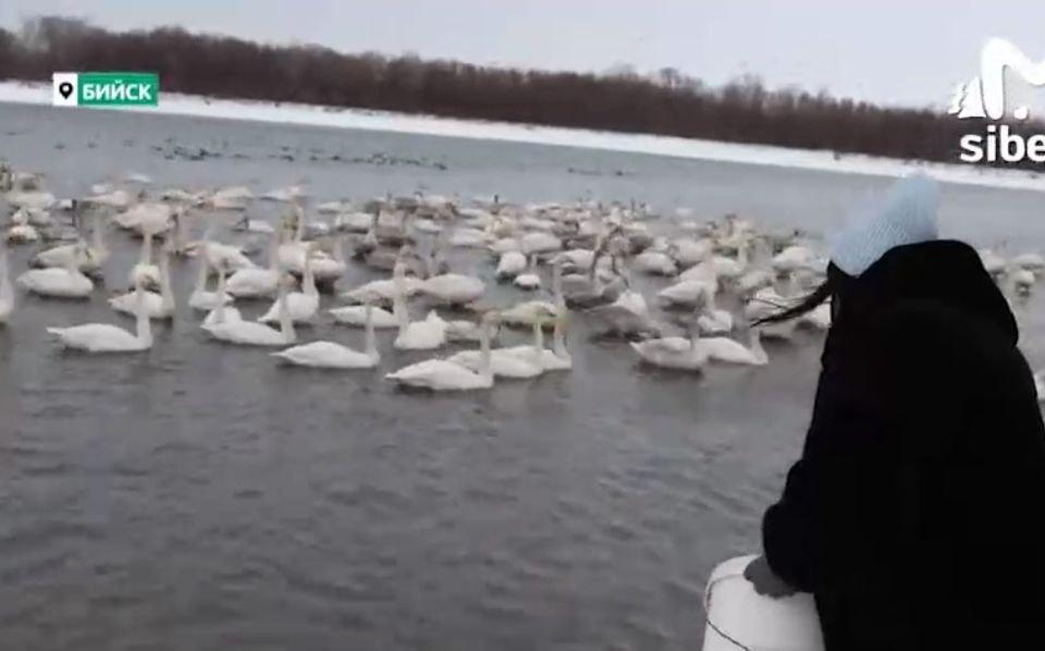 Фото Семья из Новосибирской области переехала на Алтай и прикормила стаю лебедей 2
